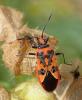 236759 – Photo : Catherine Reymonet-Smitten – France (19)